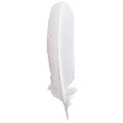 Traditional White Goose Quill Dip Pen